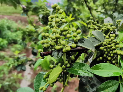 Pepper picking activity