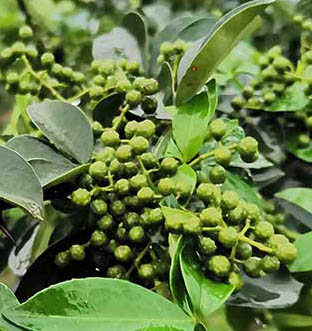 花椒的藥用價(jià)值及功效
