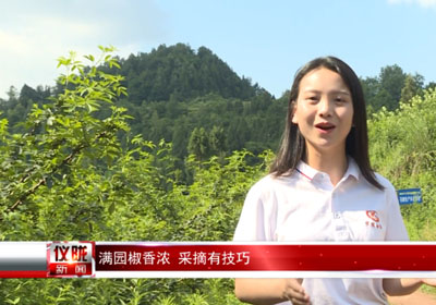 四川鄉(xiāng)村專欄報道：記者體驗，怎樣采摘青花椒