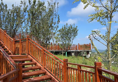 細數秋天的落葉，感生命的絢爛