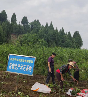 花椒采摘正當(dāng)時 歡聲笑語迎豐收
