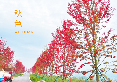 用相機定格，秋光漸盛的花椒博覽園