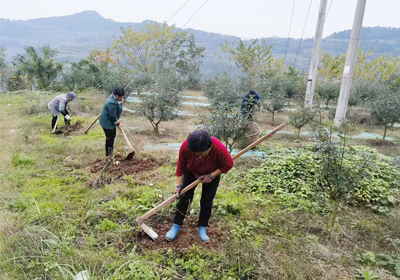 花椒種植園，冬季管理不松懈