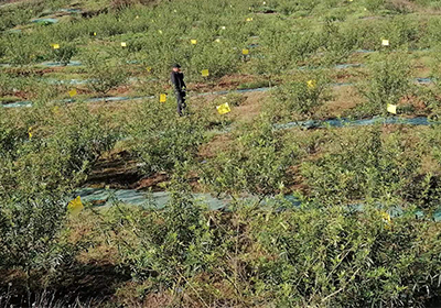 春暖花開無閑時(shí)，生態(tài)防蟲保生產(chǎn)