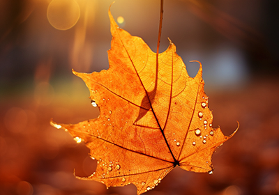 二十四節氣 | 露蟬聲漸咽，秋日景初微。